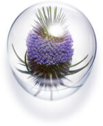 ⁦طقم كلارنس كريم الليل والنهار للبشرة العادية الى المختلطة 50مل⁩ - الصورة ⁦3⁩